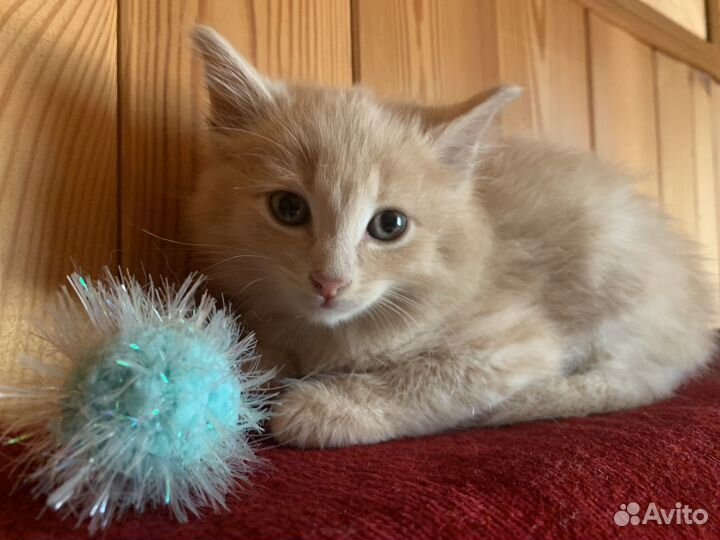 Солнечный зайчик на счастье и радость