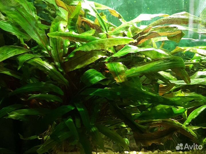 Растения для аквариума