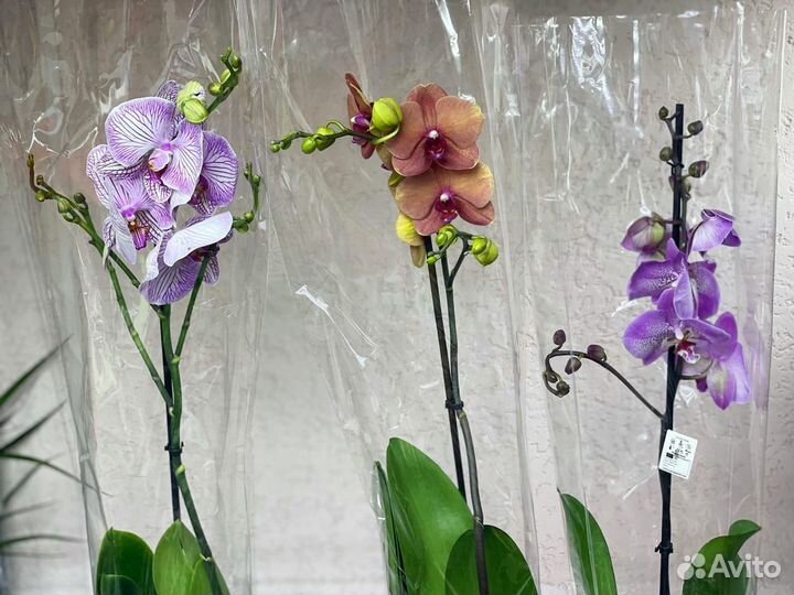 Орхидеи на 1 цветонос