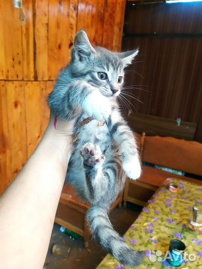 Котята отдам бесплатно