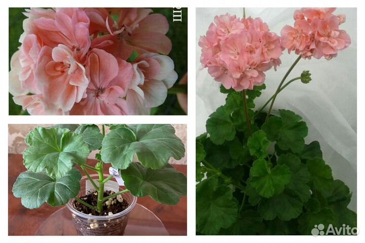 Пеларгония Шёлк Аврора