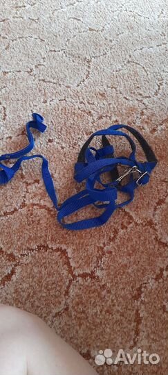 Бесплатно отдам. Товары для домашних животных