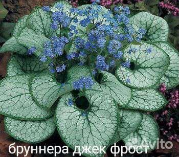 Морозники, гортензии метельчатые