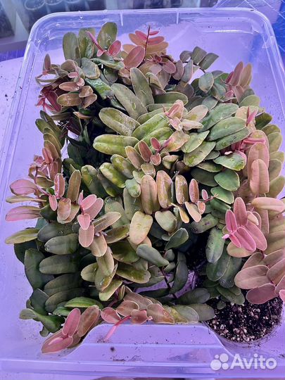 Маркгравия Синтенизия