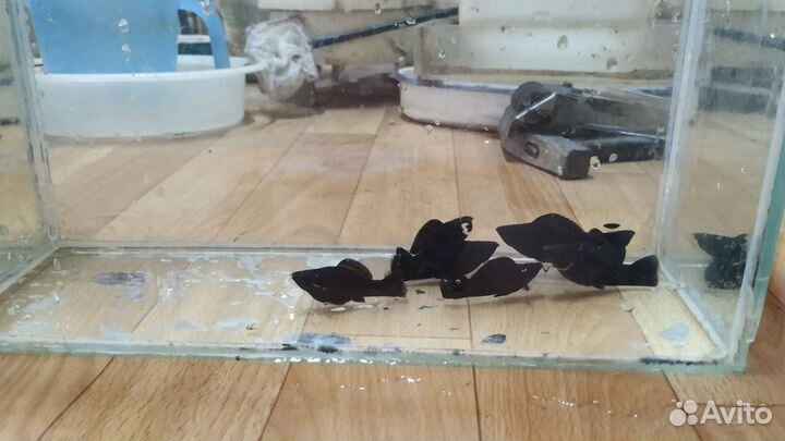 Аквариумные рыбки