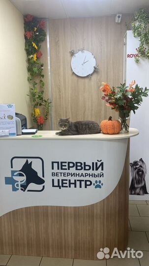 Администратор ветеринарной клиники