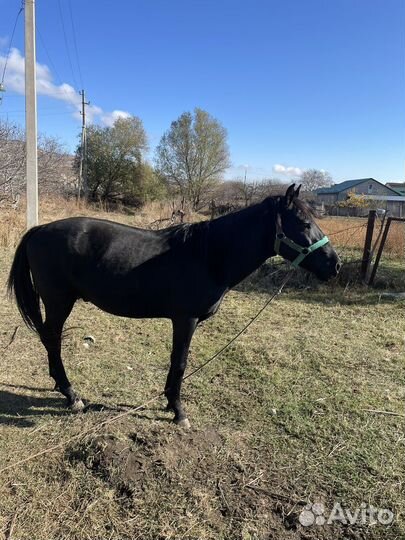 Продается жеребец