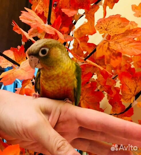 Попугай пиррура с клеткой
