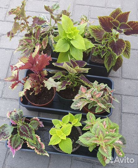 Колеус в ассортименте