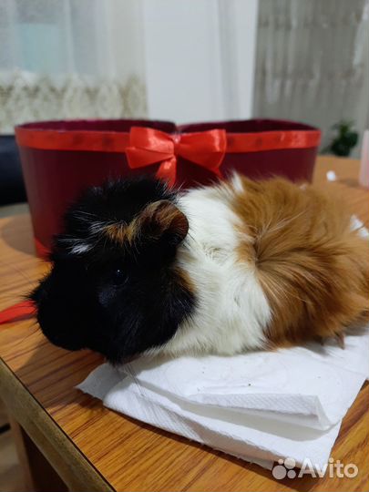 Морская свинка