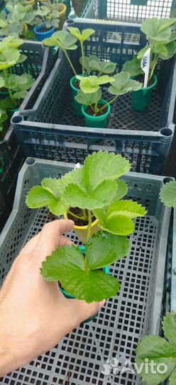 Саженцы клубники