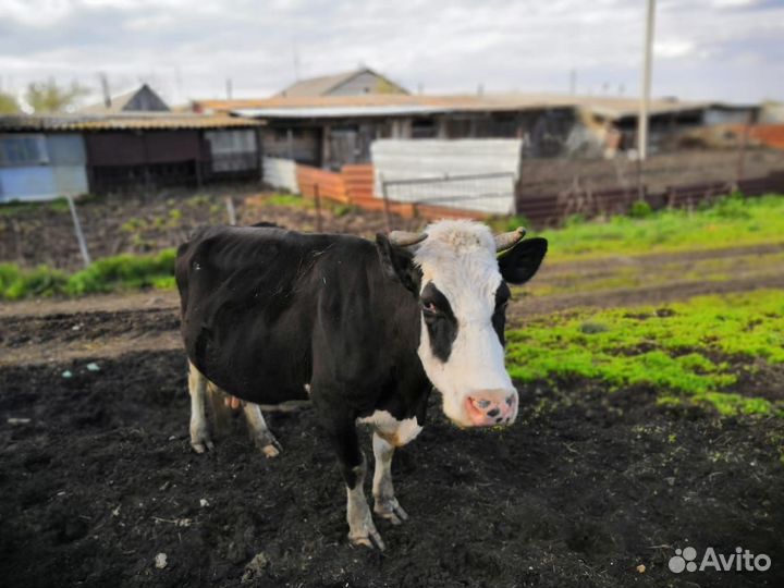 Коровы дойные молочные