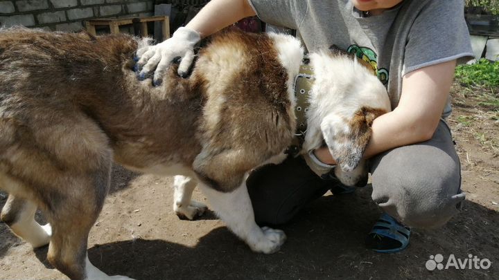 Собака в добрые руки отдам бесплатно