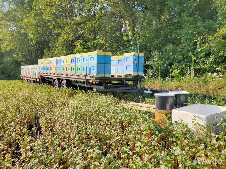 Мёд акация 2023