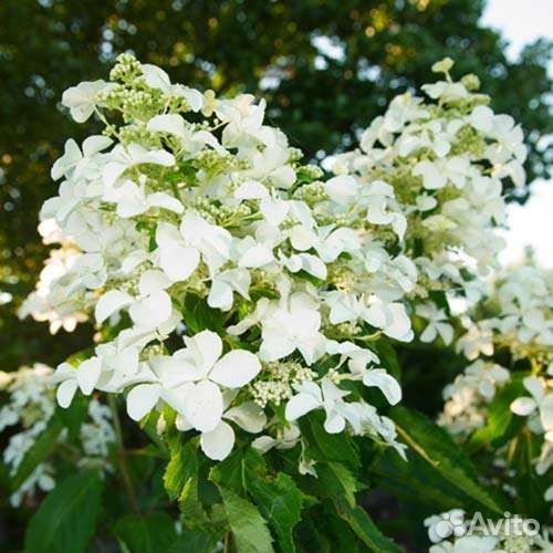 Гортензия метельчатая