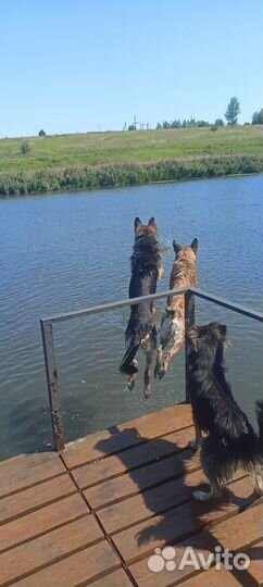Дрессировка и передержка собак