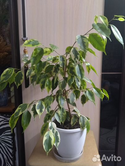 Фикус бенджамина