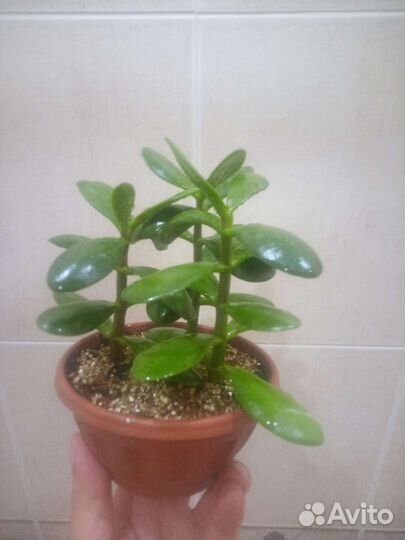 Крассула. Толстянка. Денежное дерево