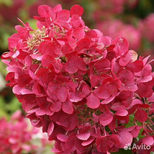 Гортензия Даймонд руж