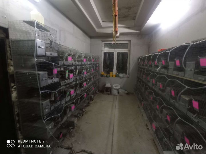 Ферма шиншиллы