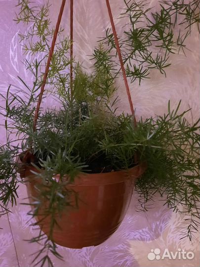 Папоротник Осака, Аспарагус Шпренгера, Мейера