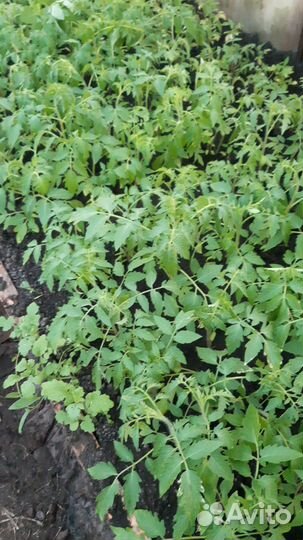 Рассада овощная и цветочная