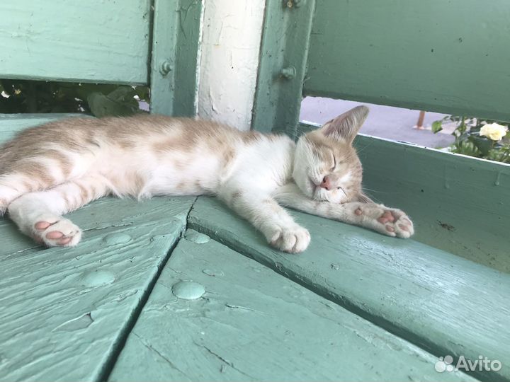Отдам котенка бесплатно (Могу привезти)