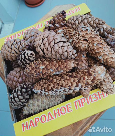 Шишки закрытые сосновые