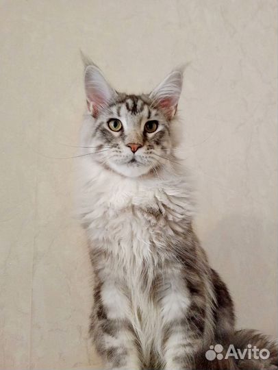 Котята мейн-кун