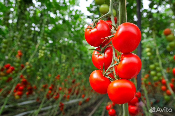 Бригада разнорабочих на сбор помидоров