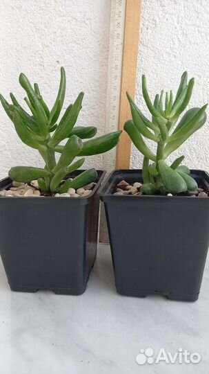 Крассула хоббит