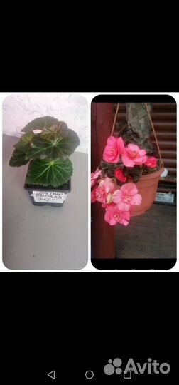 Бегония беллекония, Элатиор