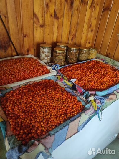 Облепиха.грибы:маслята, лисички,рыжики