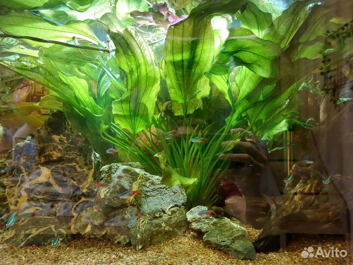 Аквариумное растение