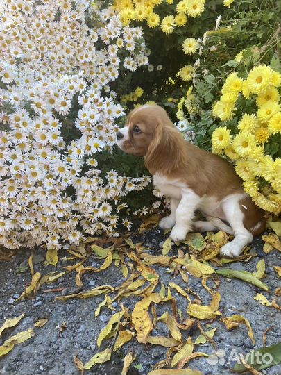 Кавалер Кинг Чарльз Спаниель (девочка щенок)