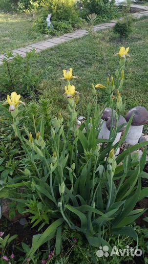 Ирис сибирский