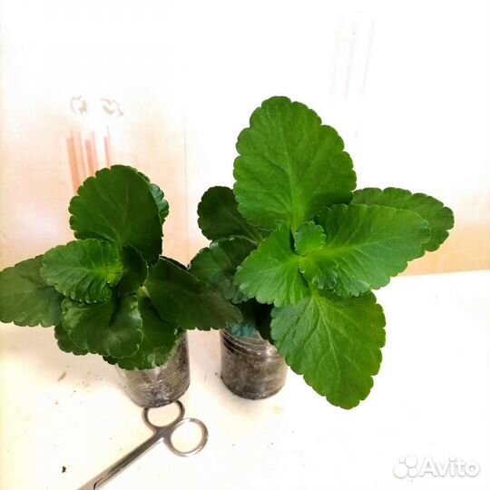 Каланхоэ красный