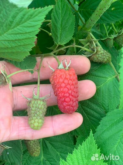 Саженцы Малины Пшехиба