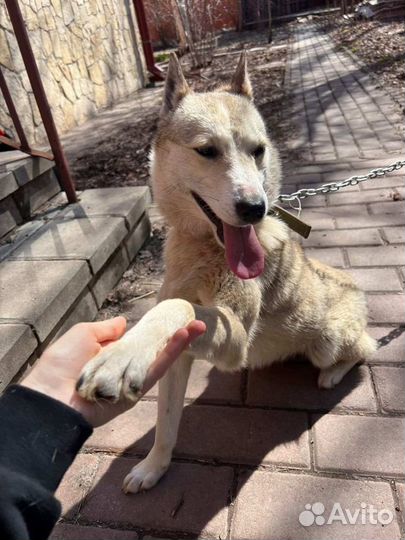 Молодой пёс в добрые руки