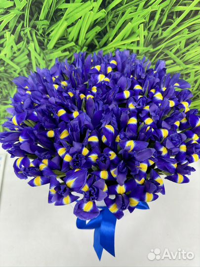 Ирис Синий