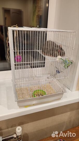 Крыса с клеткой бесплатно