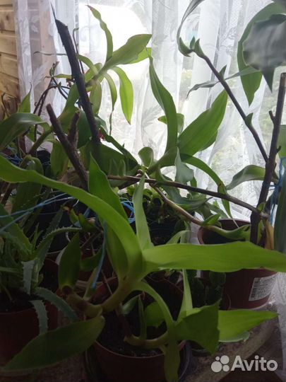 Растение золотой ус