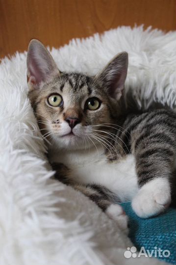 Котенок 4 месяца