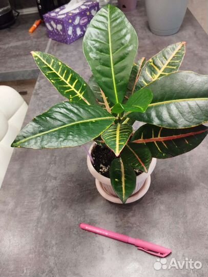 Кротон Петра