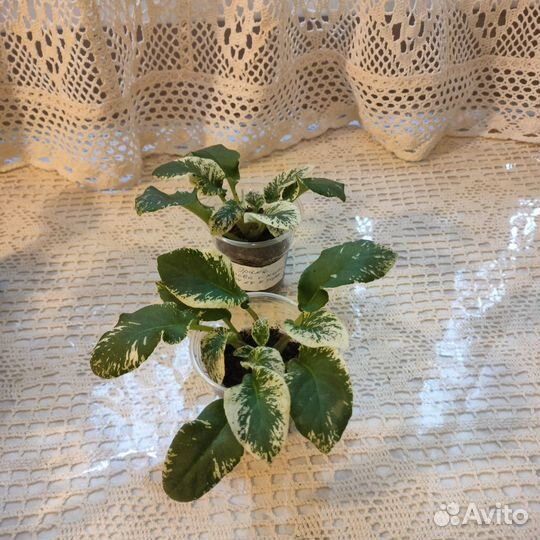 Сортовые фиалки цветущие