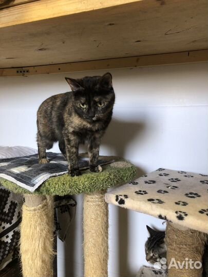 Кошка в дар