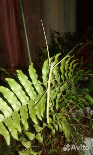 Аннамские палочники (малыши)