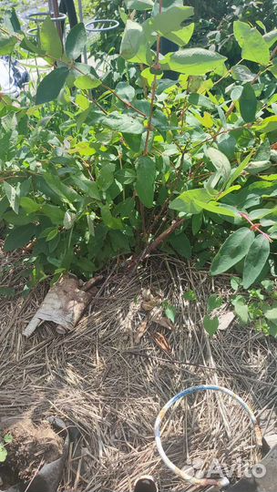 Навоз козий подстилка из под коз мульча