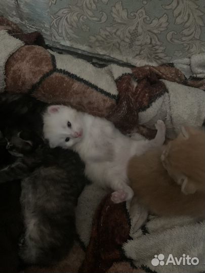Котята в добрые руки