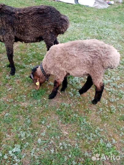 Лродам ягненка 4 месяца